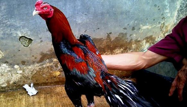 Mantra Alternatif untuk Menang Sabung Ayam